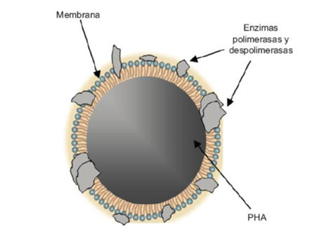 Esquema del gránulo de PHA intracelularmente, tomado de (2)