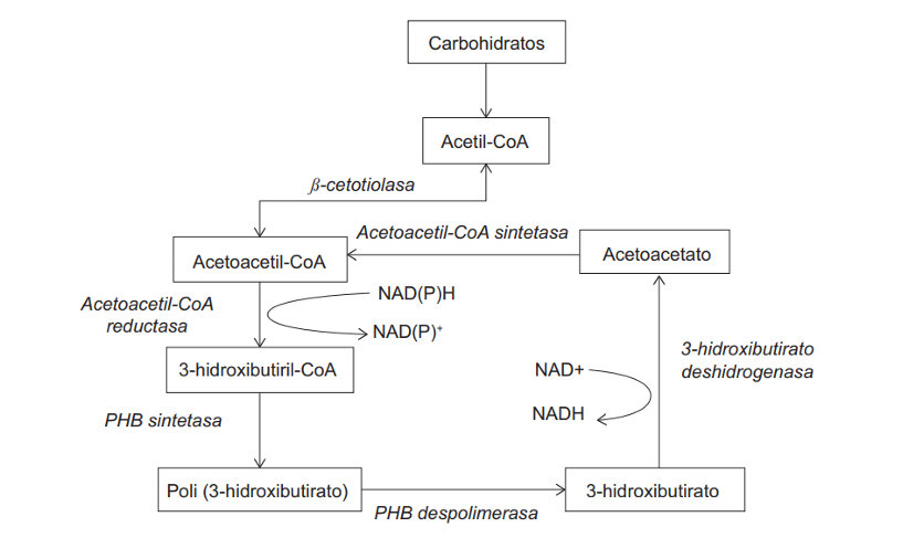 Estos incluyen: el tipo de cultivo utilizado (puro o mixto); el tipo de sustrato empleado, definido también como la fuente de carbono, el rendimiento o cantidad total de producto reportado; y el procesamiento posterior (downstream) del bioproceso de producción, donde se incluyen los métodos específicos de extracción y purificación de los PHA.