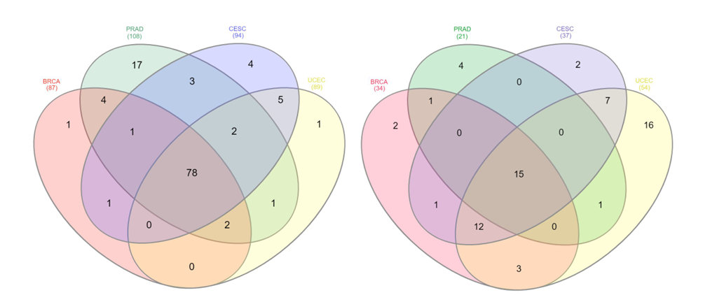Regulation of placental C19MC miRNAs over genes associated with the MAPK signaling pathway, resulting in inhibition of cell proliferation, angiogenesis and migration/invasion.