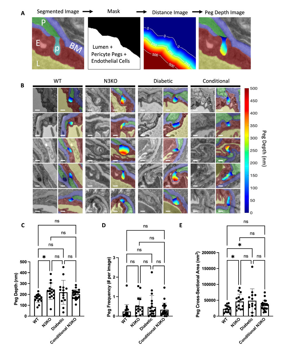 Notch3 KO pericytes form deeper peg & socket connections with endothelial cells. (A) Illustration of our peg depth measurement method. A Color overlay image (left panel) shows the segmented regions: endothelial cell (E; red), pericyte (P; green), pericyte pegs (p; cyan), basement membrane (BM; blue), and lumen (L; yellow).