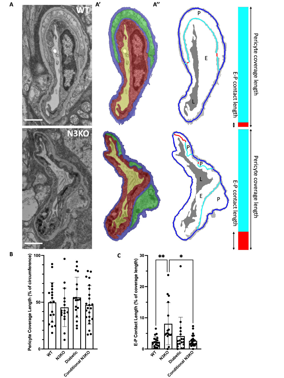 Notch3 KO pericytes form more connections with endothelial cells. (A) Raw TEM images (WT on top and Notch3 KO on bottom) of a capillary. (A’) Color overlay of the segmentation of the basement membrane (blue), pericyte (green), endothelial cell (red), and lumen (yellow) on the images in (A).