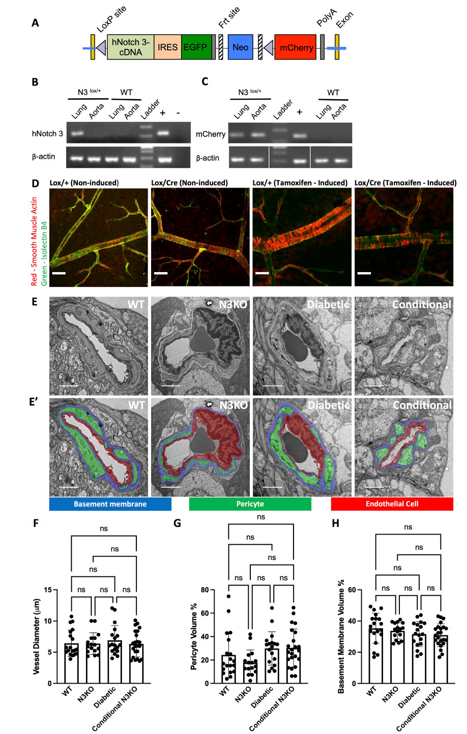 Generation of a conditional Notch3 KO and basic vessel properties. (A) Schematic of the targeted Notch3 locus. (B) Expression of the hNotch3 knock-in in lung from N3 mice by RT-PCR.