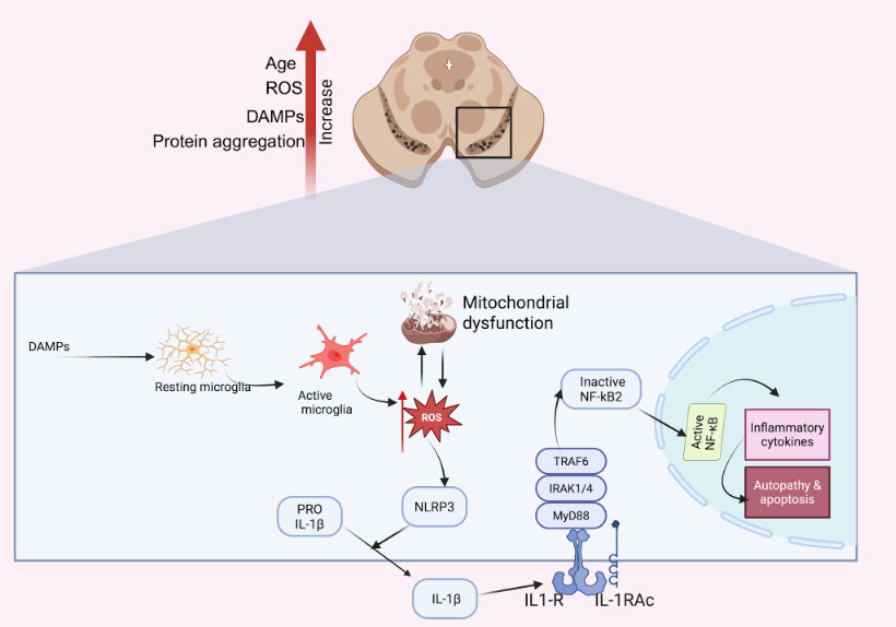 Neuroinflammatory pathway in PD. DAMPs, ROS, and protein aggregation activate microglia to shift from M2 to M1, leading to mitochondrial dysfunction and excess ROS production.