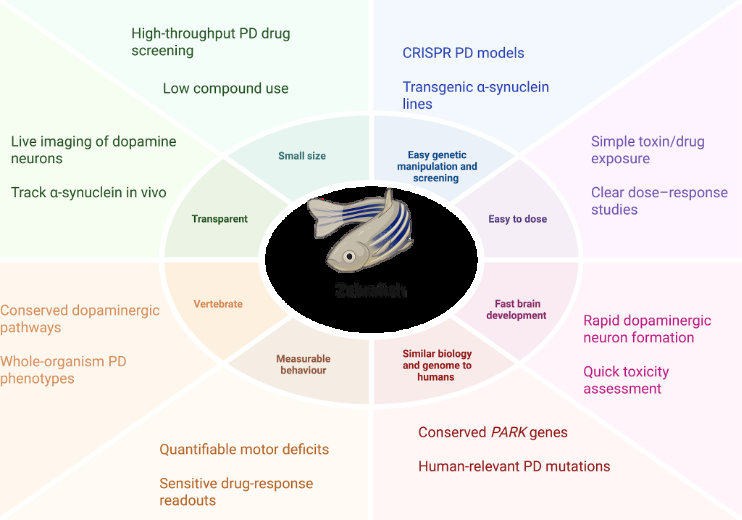 Advantages of using zebrafish as a model for PD research. The schematic highlights key benefits of the zebrafish model. The schematic was created with BioRender