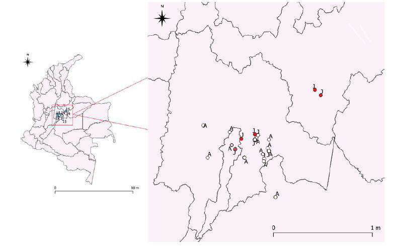 Geographical distribution of individuals by developmental stage, juveniles are represented by a red dot and a J (Juvenile) and adults with a white dot and an A (Adult).