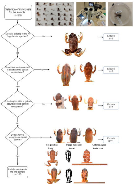 Specimen selection process from the original sample.