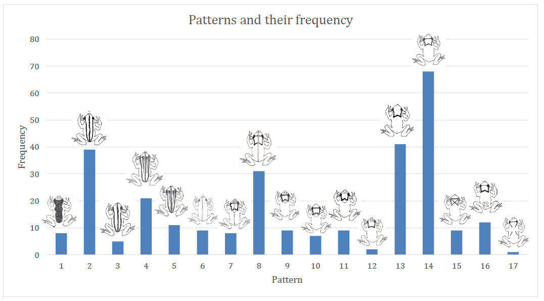 Histogram of the dorsal patterns and their frequency in the sample.
