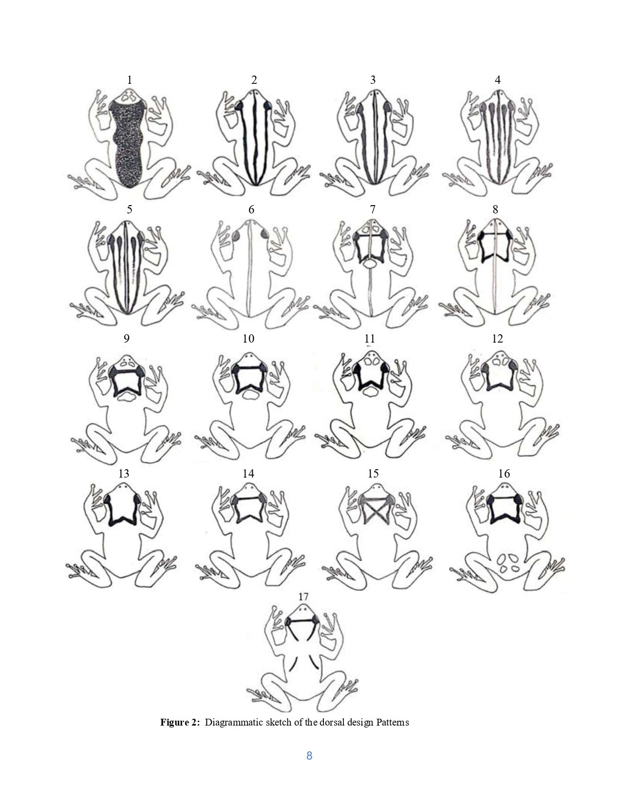 Diagrammatic sketch of the dorsal design patterns.