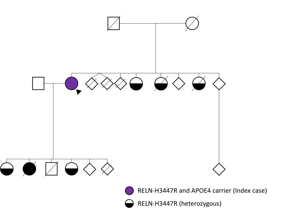 Genealogy of the index case specified based on the REELIN-COLBOS status. The purple circle represents the index case, who is a carrier of RELN-H3447R and APOE4.