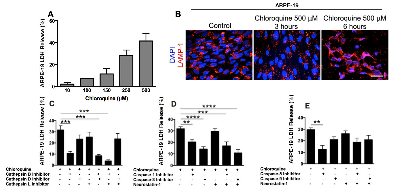 ARPE-19 show lysosomal destabilization with induction of apoptosis and pyroptosis, and 661W cells show activation of apoptosis and necroptosis. (A) LDH analysis show that CQ induces cytotoxicity in ARPE-19 cells.